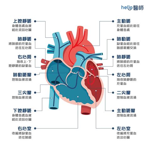 人的心臟位置